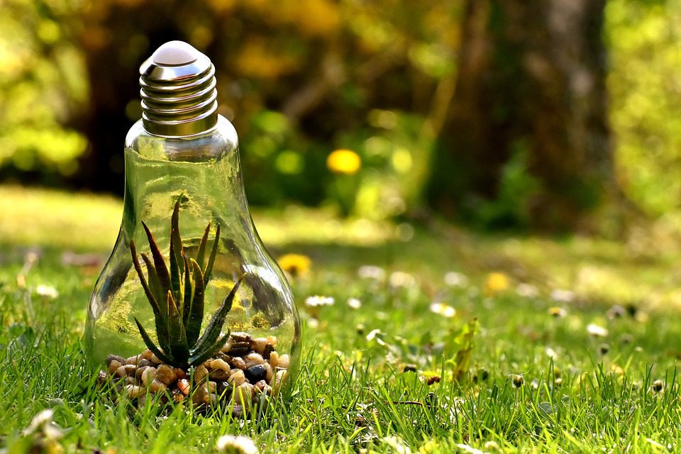 A lightbulb with a plant inside in a garden