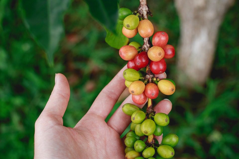 A branch of a coffee plant with cherries on it