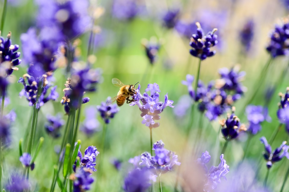 yellow bee on purple lavender