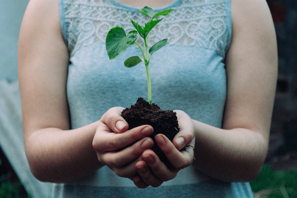hands holding a green growing plant