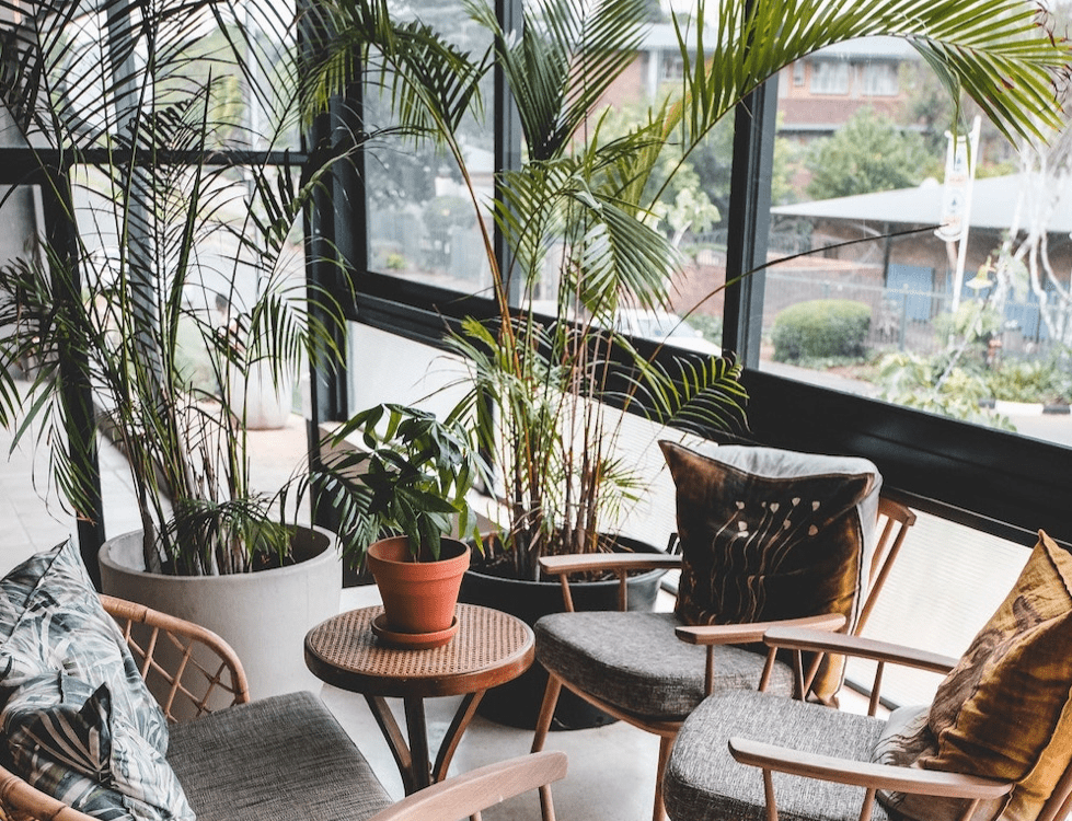 house plants in coffee shop with tables and chairs