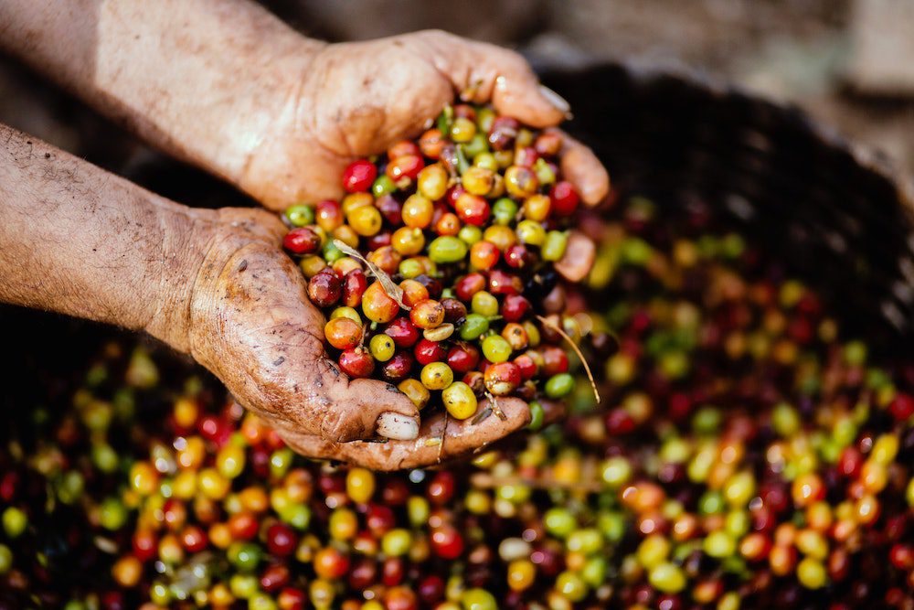 A farmer holding a handful of coffee cherries