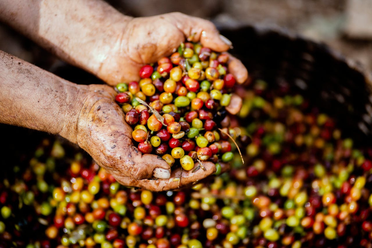 Farmer scooping coffee cherries 
