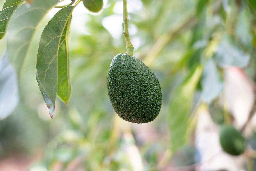 green avocado hanging from a tree