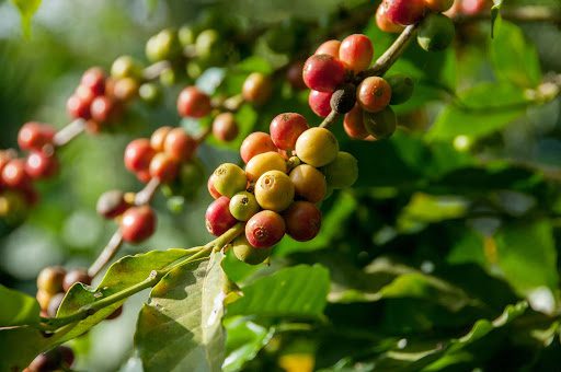 Coffee cherries growing on a plant