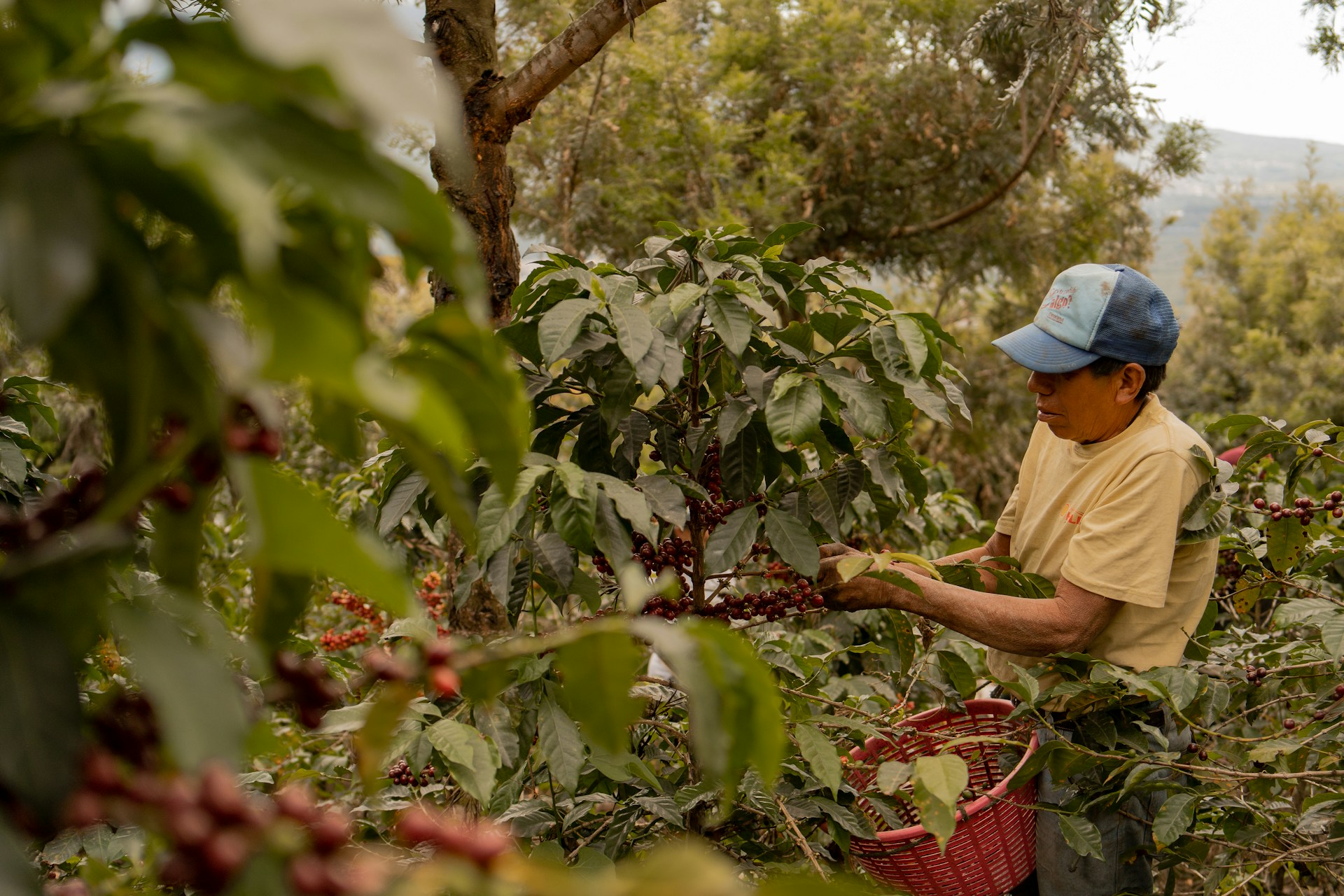 A coffee farmer harvesting coffee