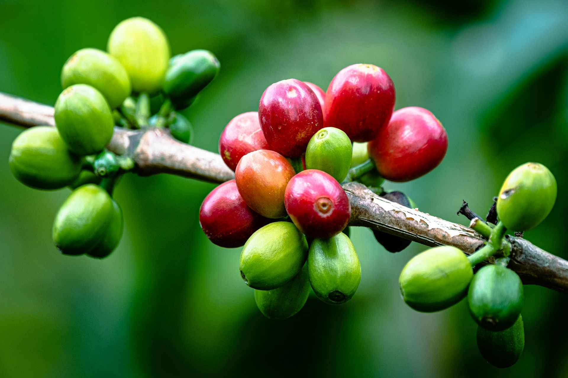 Green and red coffee cherries