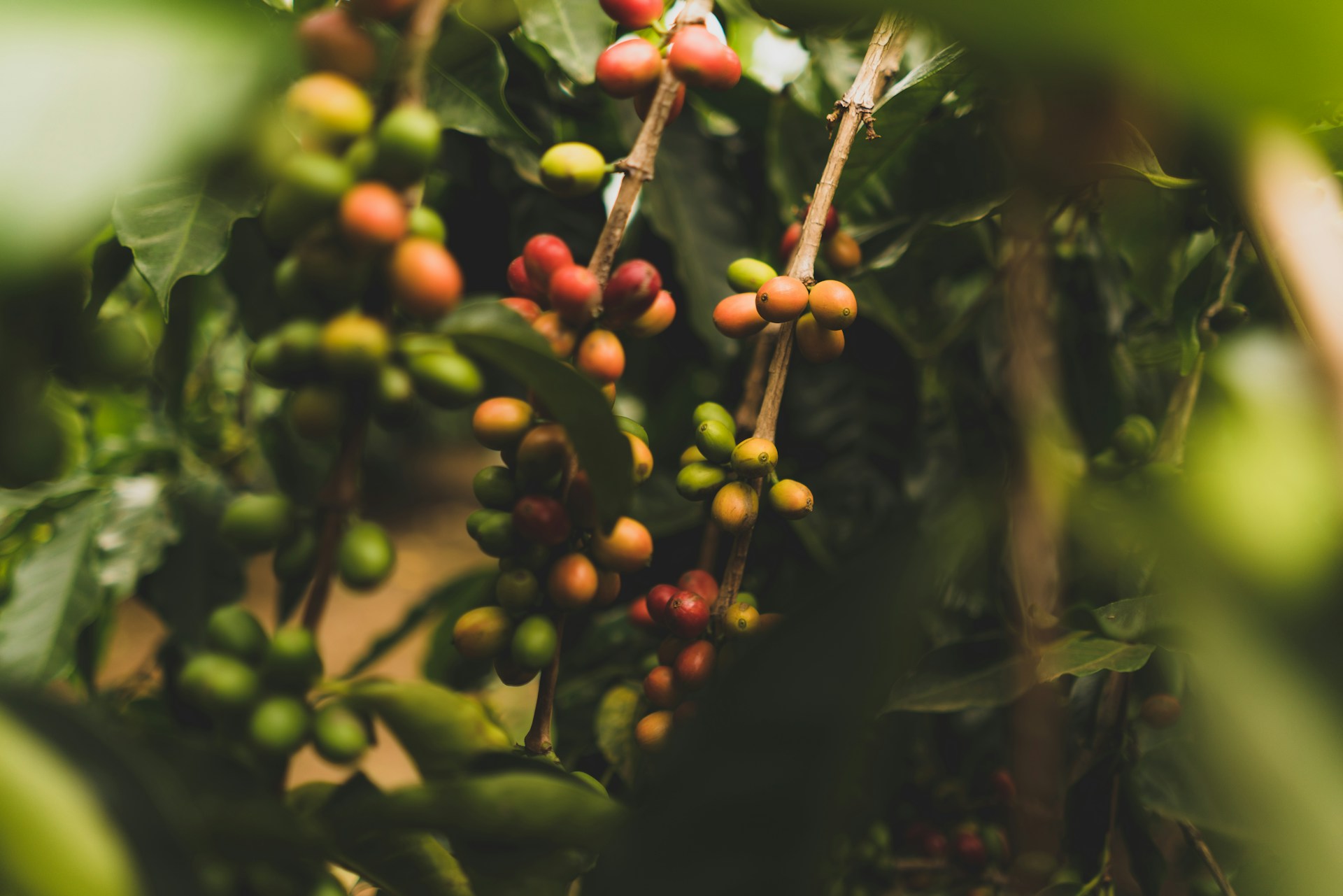 Coffee plant