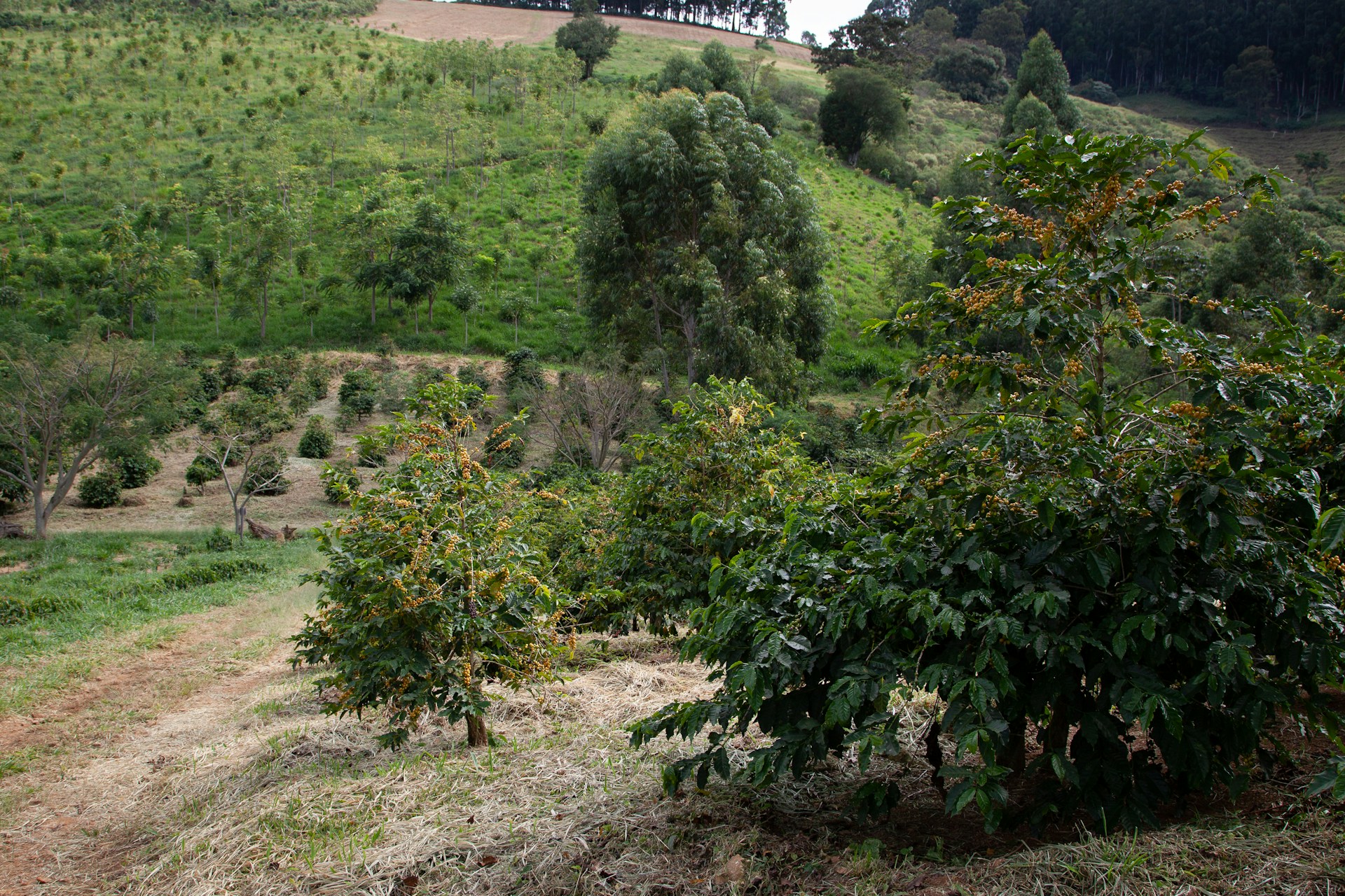 Coffee farm