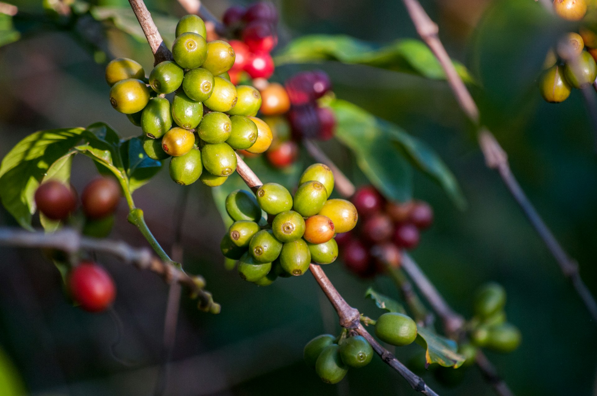 Coffee cherries on plant