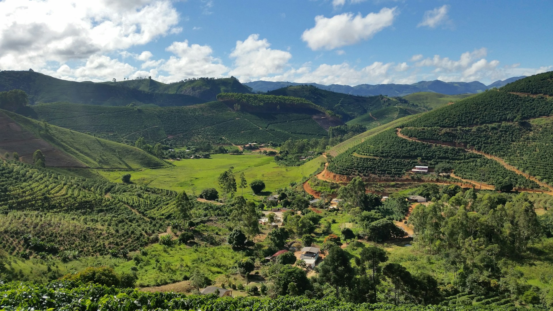 Someone picking coffee cherries