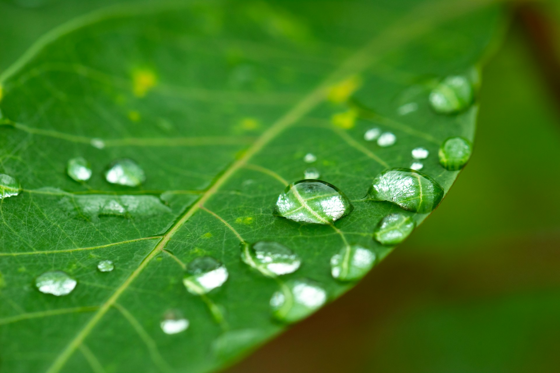 Water droplets on a leaf