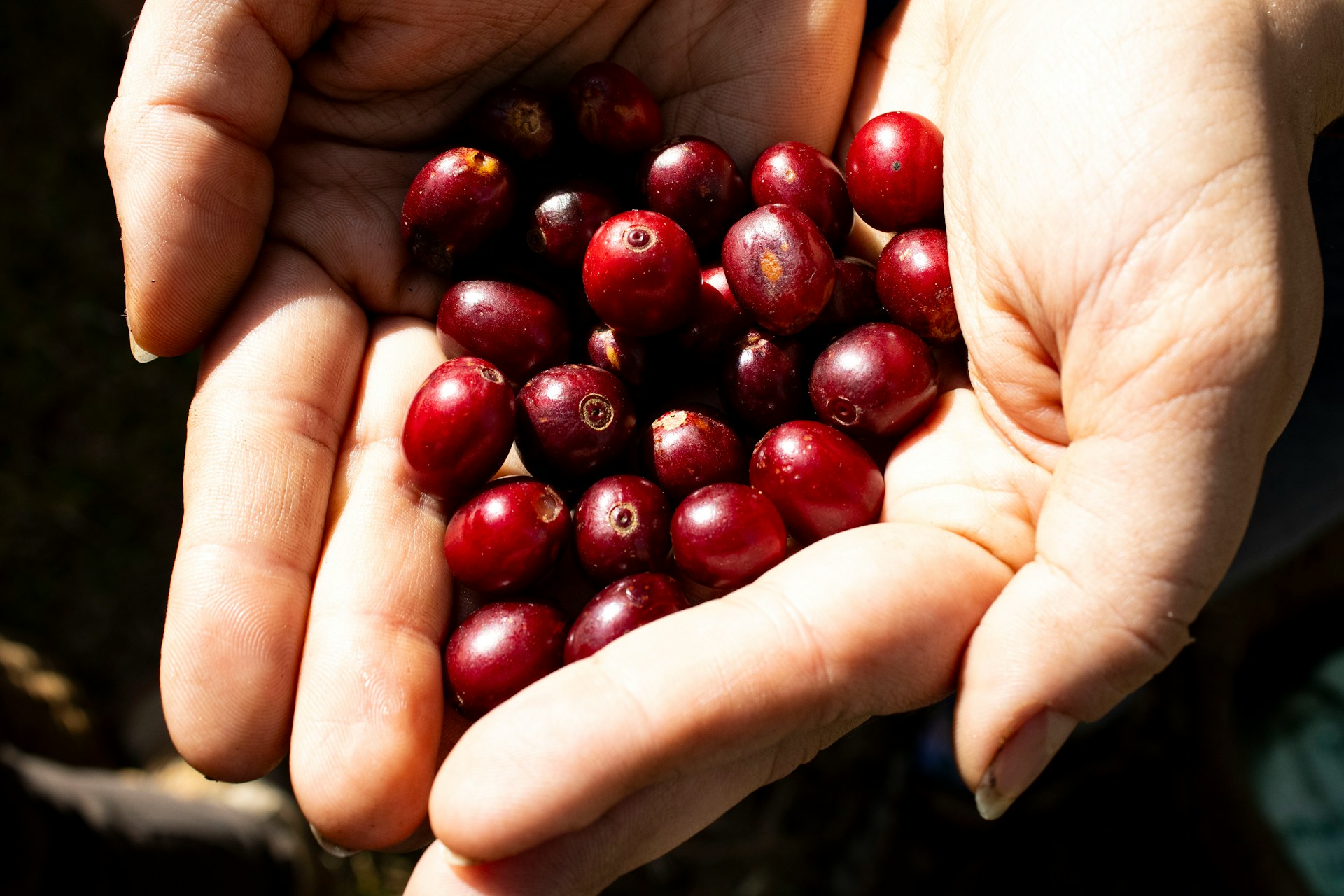 Someone holding coffee cherries