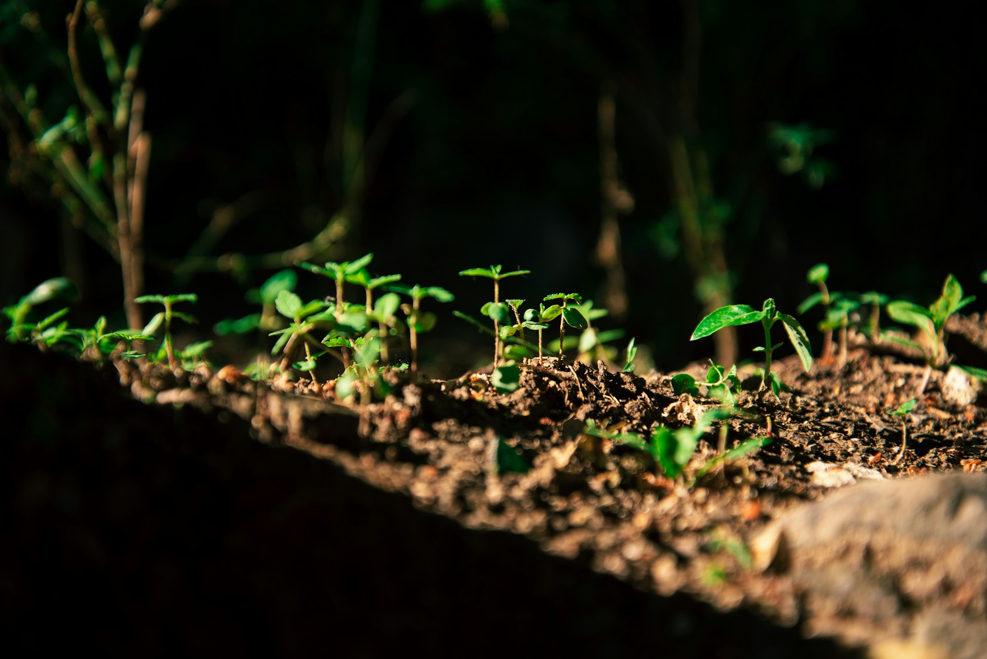 Plants growing in soil