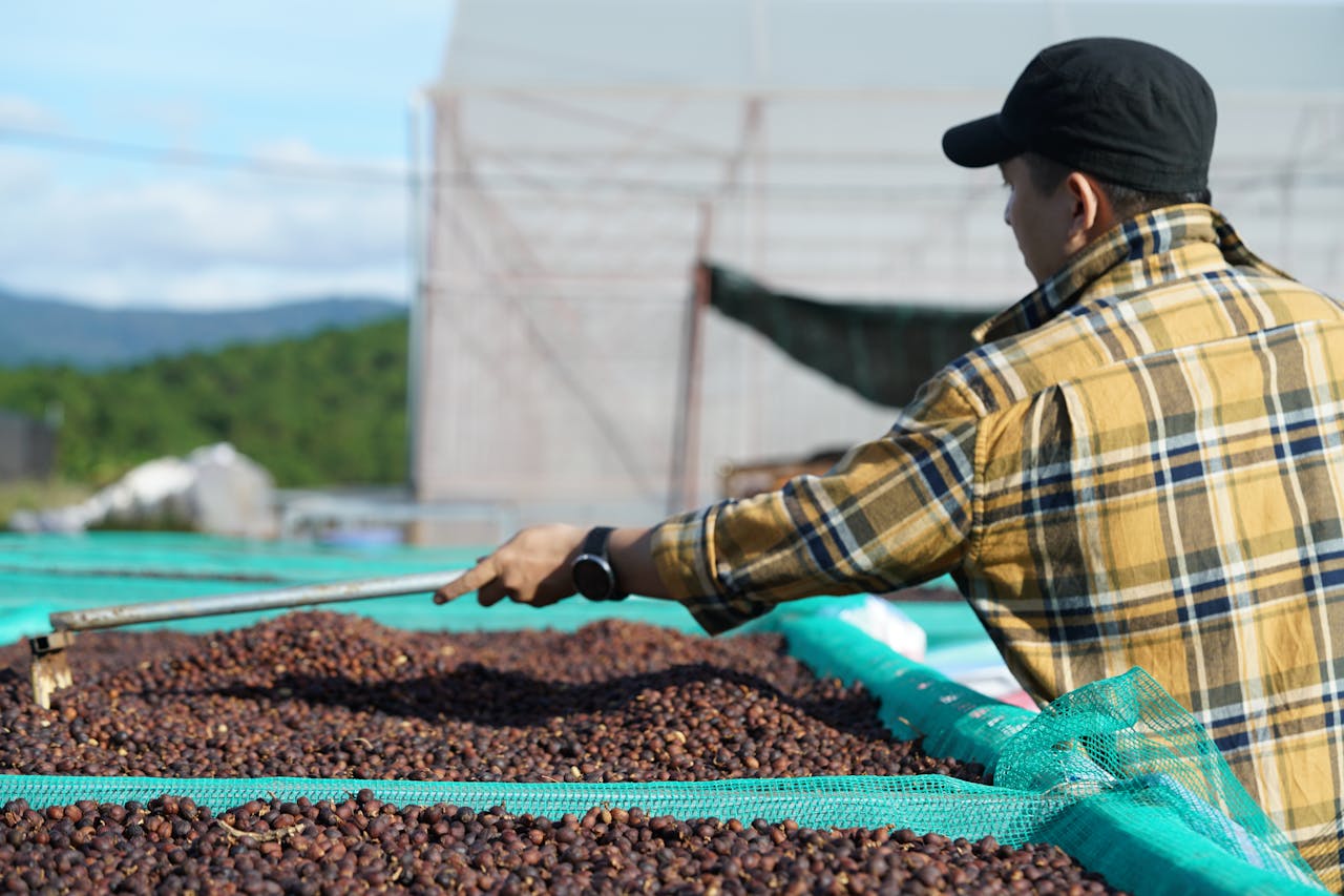 Coffee farmer drying coffee beans